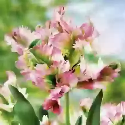 Green Wave